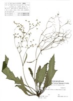 藏品(刀傷草)的圖片